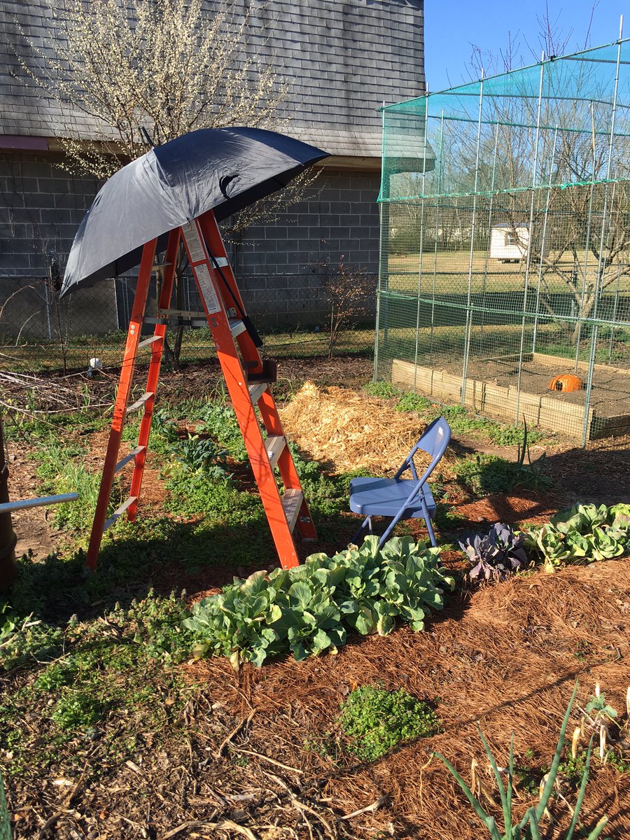 JosieGladys's tweet image. We have new recruits to #fertilize and improve soil #tilth! Let's #Periscope on earthworms in the #garden, Sat, 9AM.