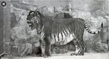 MetCapota's tweet image. Amazing #Extinct #Animals

mynewsnet.co/0e13a808fc

#Extinction #humanity
