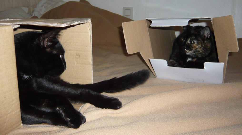 SurePetcare's tweet photo. These happy SureFlap cats love boxes as much as they love their cat flap! #SurePet https://t.co/CRv4AFzQ0d