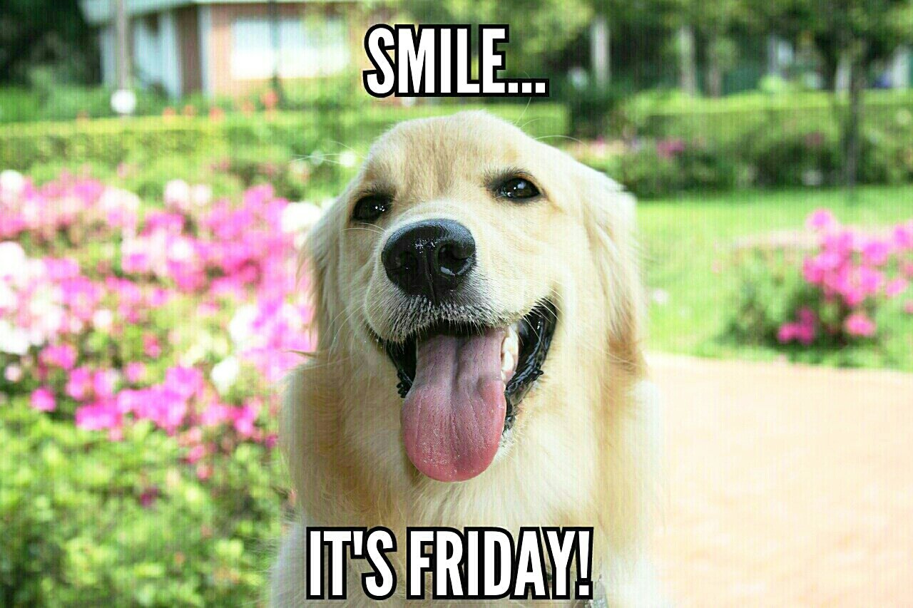 UKUSCAdoggie on Twitter: "Thank goodness it\