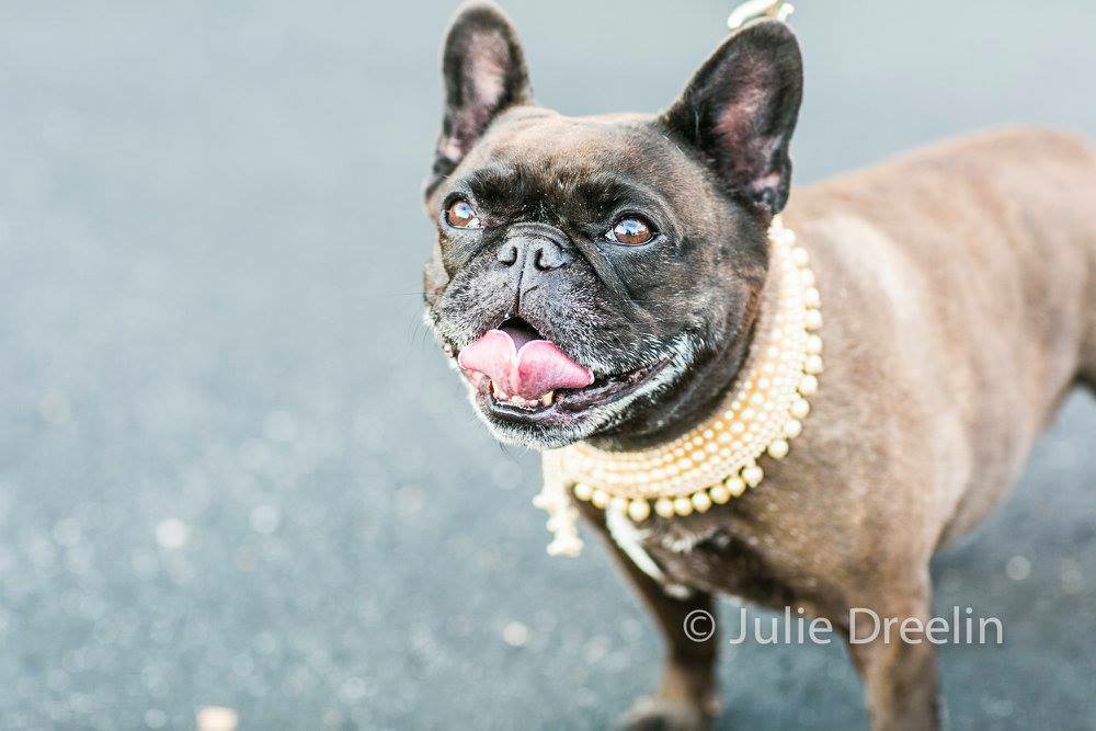 SuggsMalissa's tweet photo. #Woof 
Mademoiselle Coco Chanel before her first fashion show! #frenchie #frenchiesrule https://t.co/PDmQmR6lot