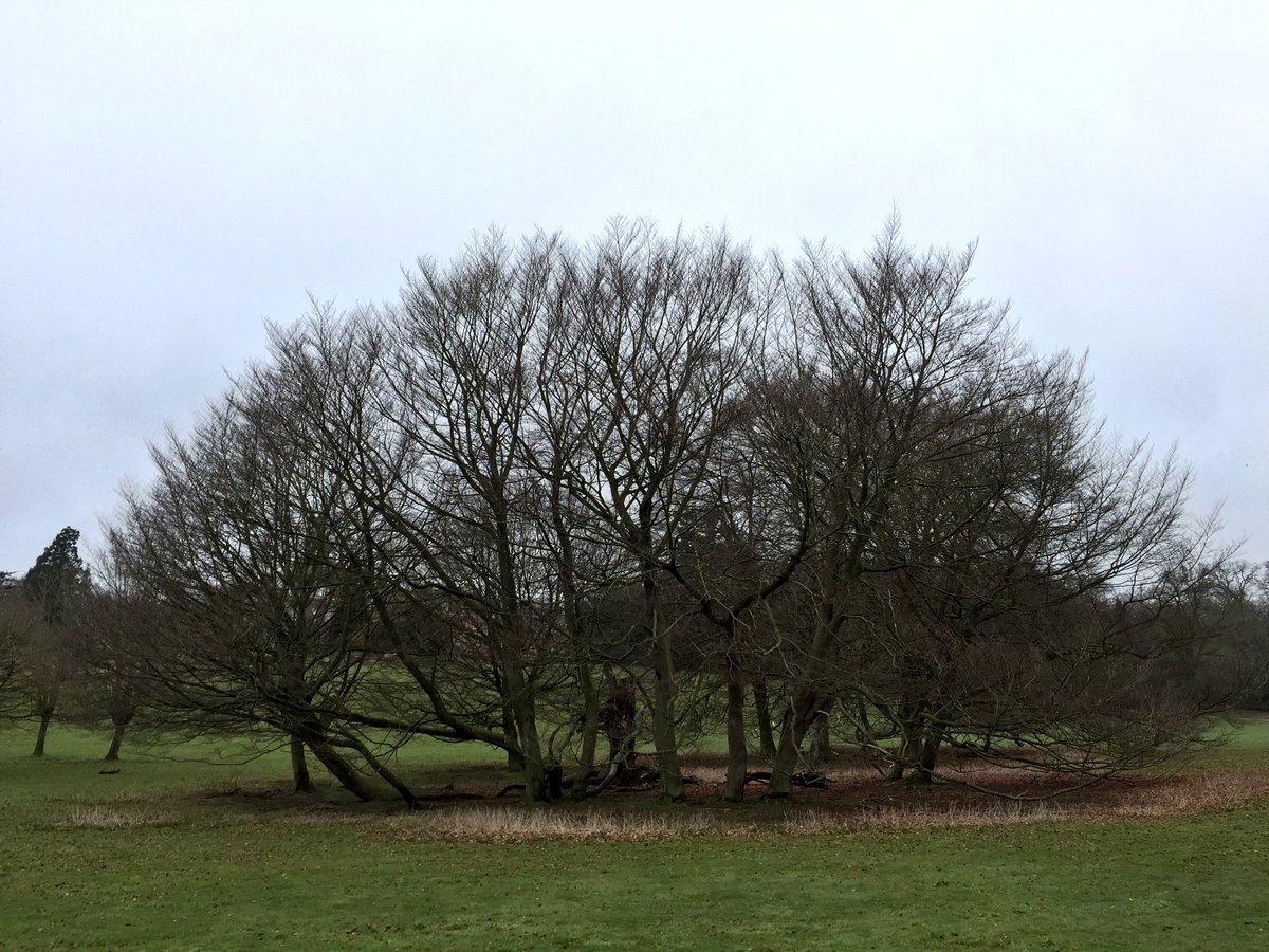 AncientTreesATF's tweet photo. Veteran Beech layering (becoming a small wood) - amazing! #ancienttrees https://t.co/bbD6SfEgxW