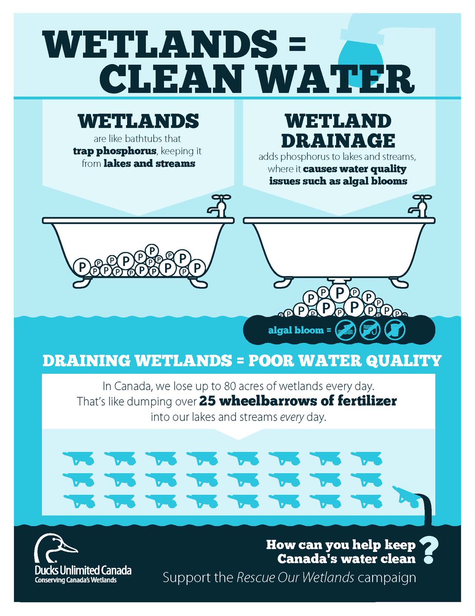 ducanada's tweet image. Science shows #wetlands are important filters that clean our #water. #WorldWaterDay #Canada water.ducks.ca