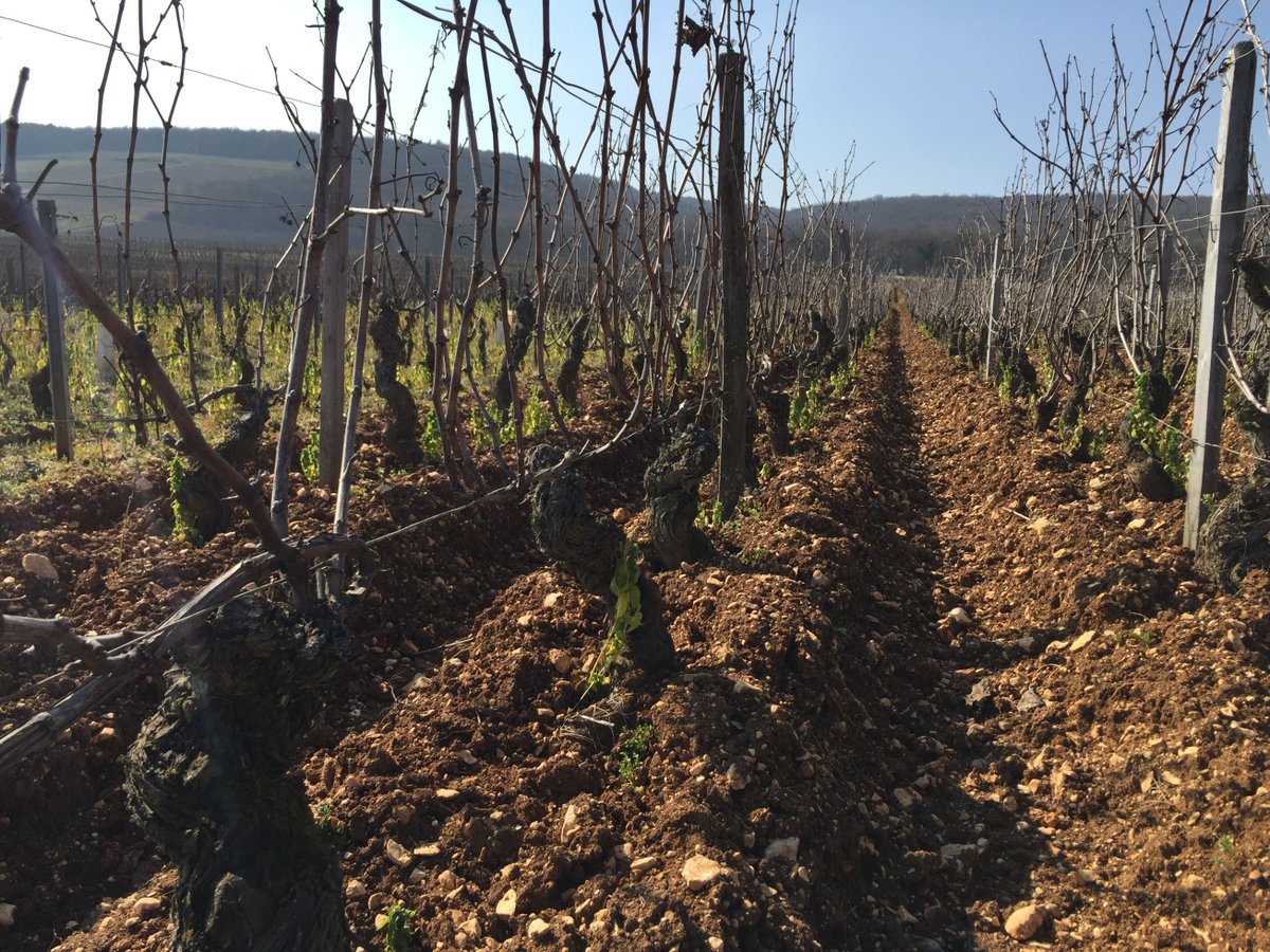 Superb weather this afternoon
#Charmes-Chambertin
#Dugat-Py