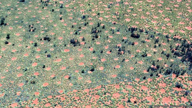 bbcmundo's tweet photo. ¿Cuál es el origen de los misteriosos "círculos de hadas" hallados en Australia? https://t.co/Prr3ud9NSj https://t.co/TVNualKpGe