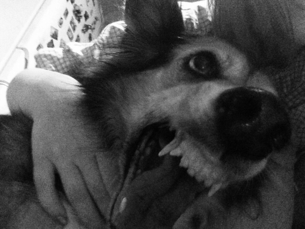 returnmine2007's tweet image. КОГДА ТВОЯ СОБАКА НЕ ОЧ ЛЮБИТ ФОТКАТЬСЯ