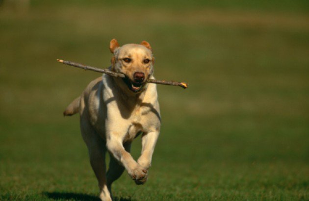 parachutepet's tweet photo. Why you should #NEVER throw a stick for your #dog...

Read more: https://t.co/pnSPfxUuaH https://t.co/0Xz9LPVpuX