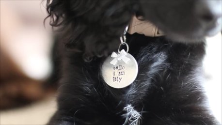 We have an awesome 10% off code for @Barksandbijoux  use our code 'spaniellife10'  #dogsoftwitter #weekendsplurge