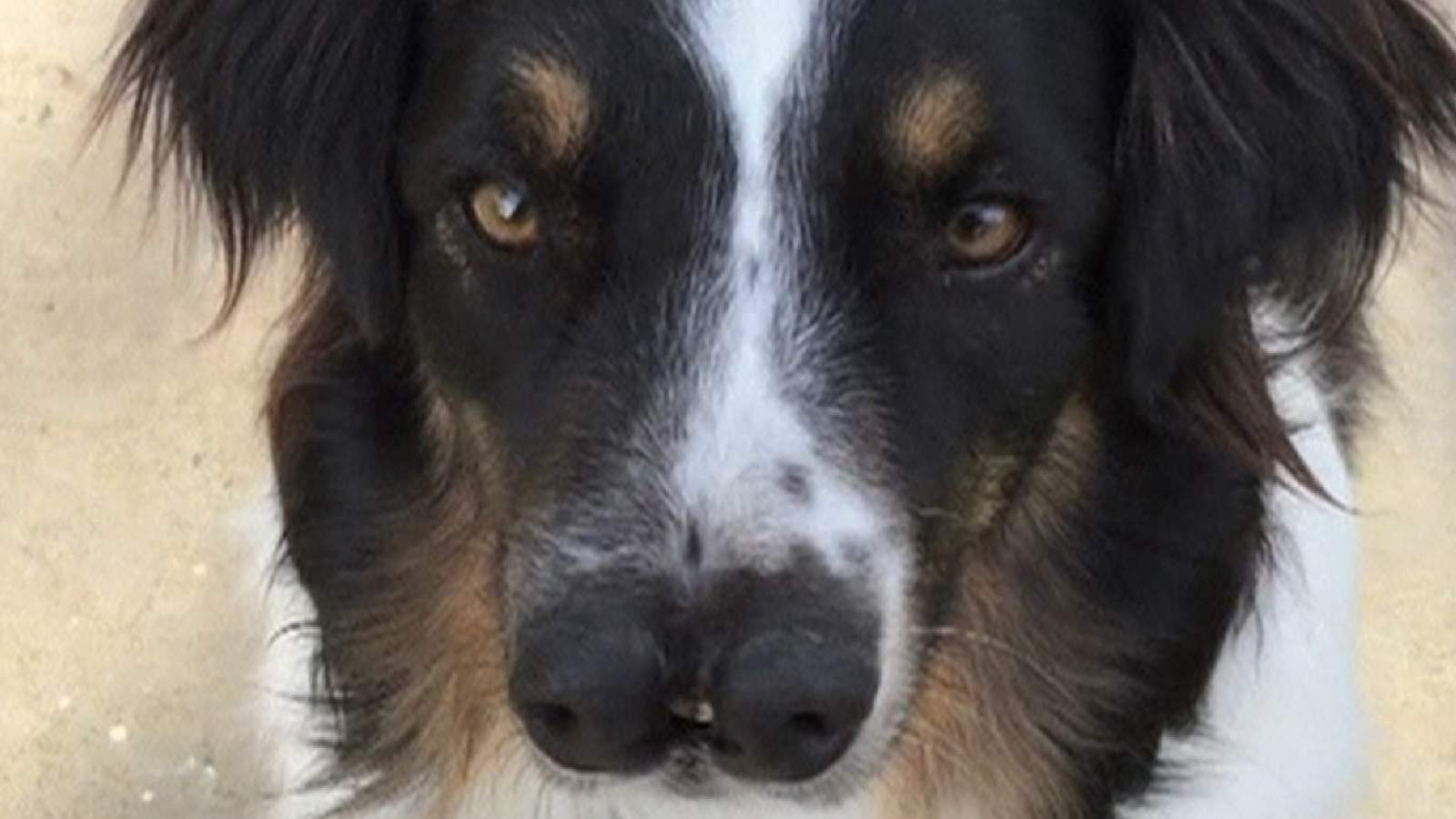 Sky News on X: "A two-nosed dog who was destined to be put down has been  rescued by a television star https://t.co/echPMWX8OL  https://t.co/aUmQsSyl6L" / X