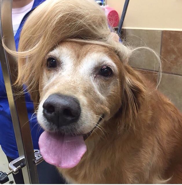PetSmart #2359 tweet media