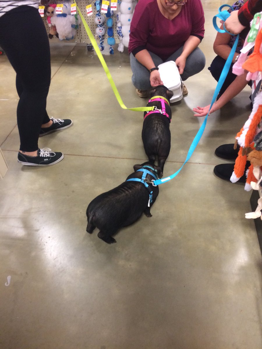 PetSmart #2359 tweet media