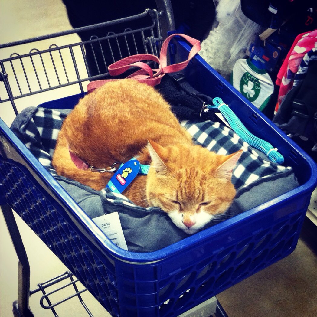 PetSmart #2359 tweet media