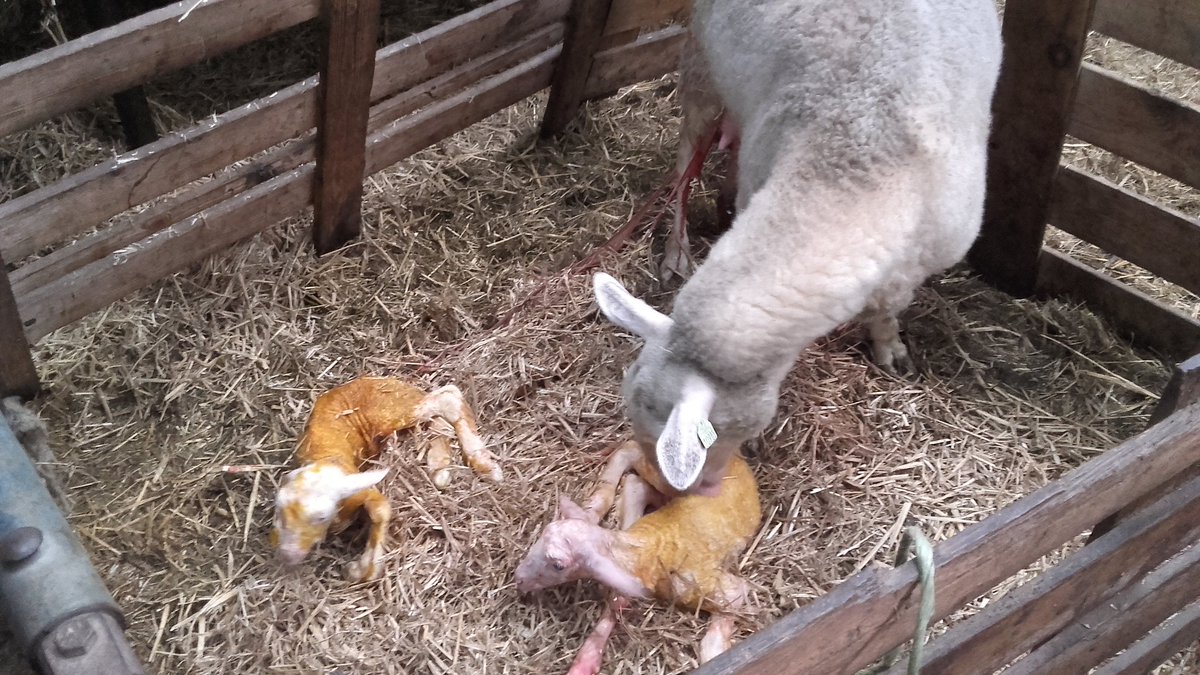 ankedevrieze's tweet photo. Getting the full experience at dikhoeve: witness of twin being born! @RuralSociologyW https://t.co/sJagCzBDrL