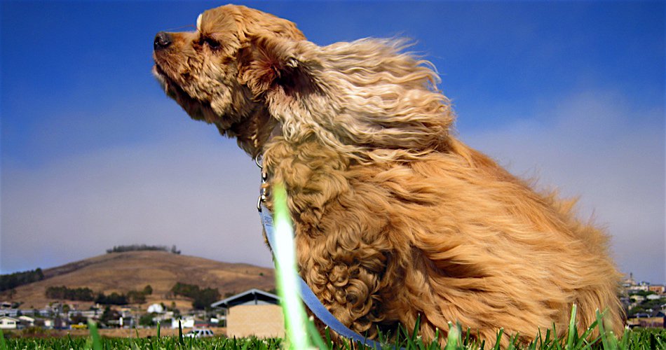 BritalyPost's tweet image. Dog mess DNA scheme ‘cuts fouling in half’ in east London parks
britalypost.com/dog-mess-dna-s…