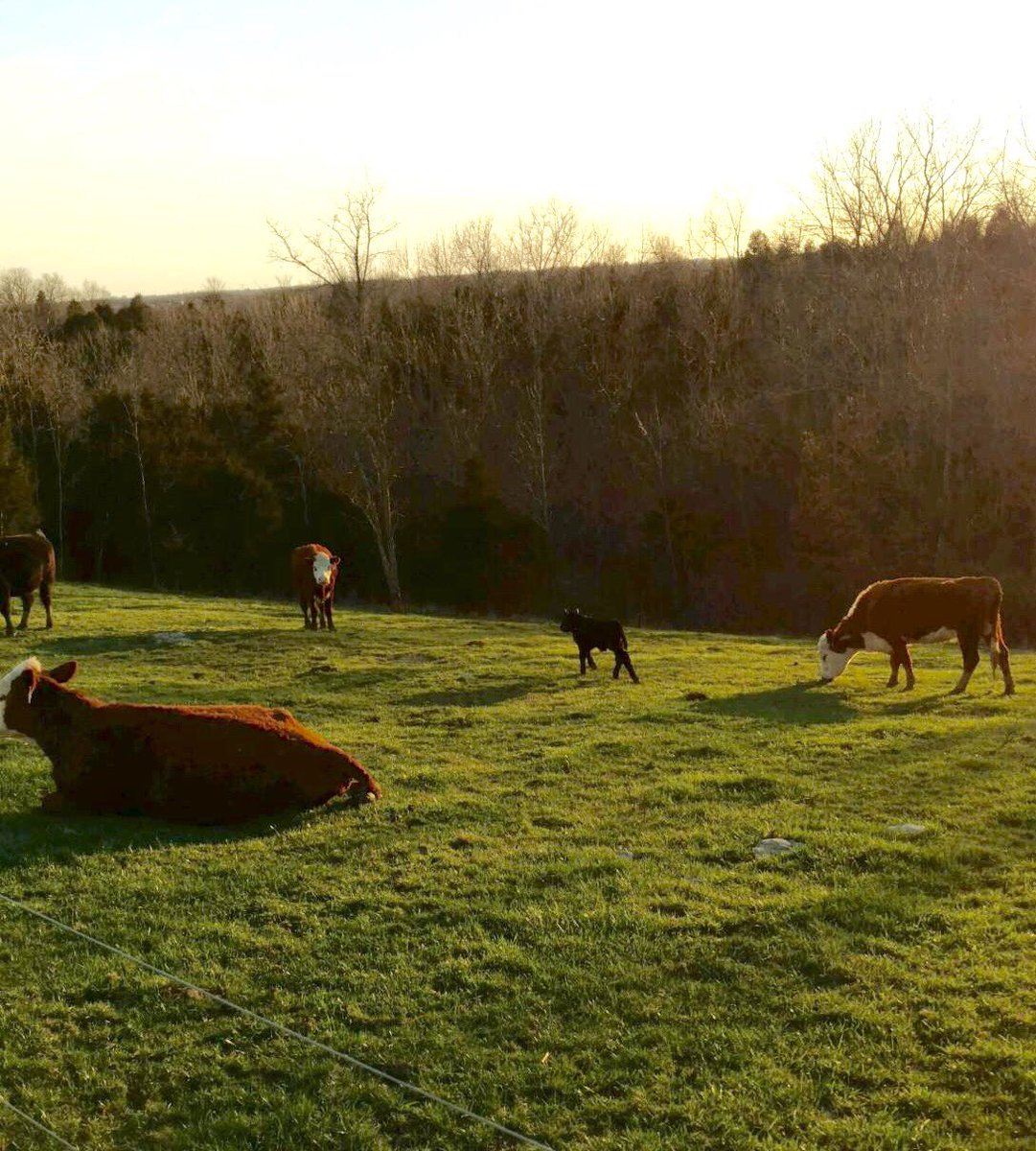 JacqalynnRiley's tweet photo. β€οΈ our newest bull calf #RileyFarms @kentuckyag @bigred_riley @KYCattle https://t.co/X00S84ujHu