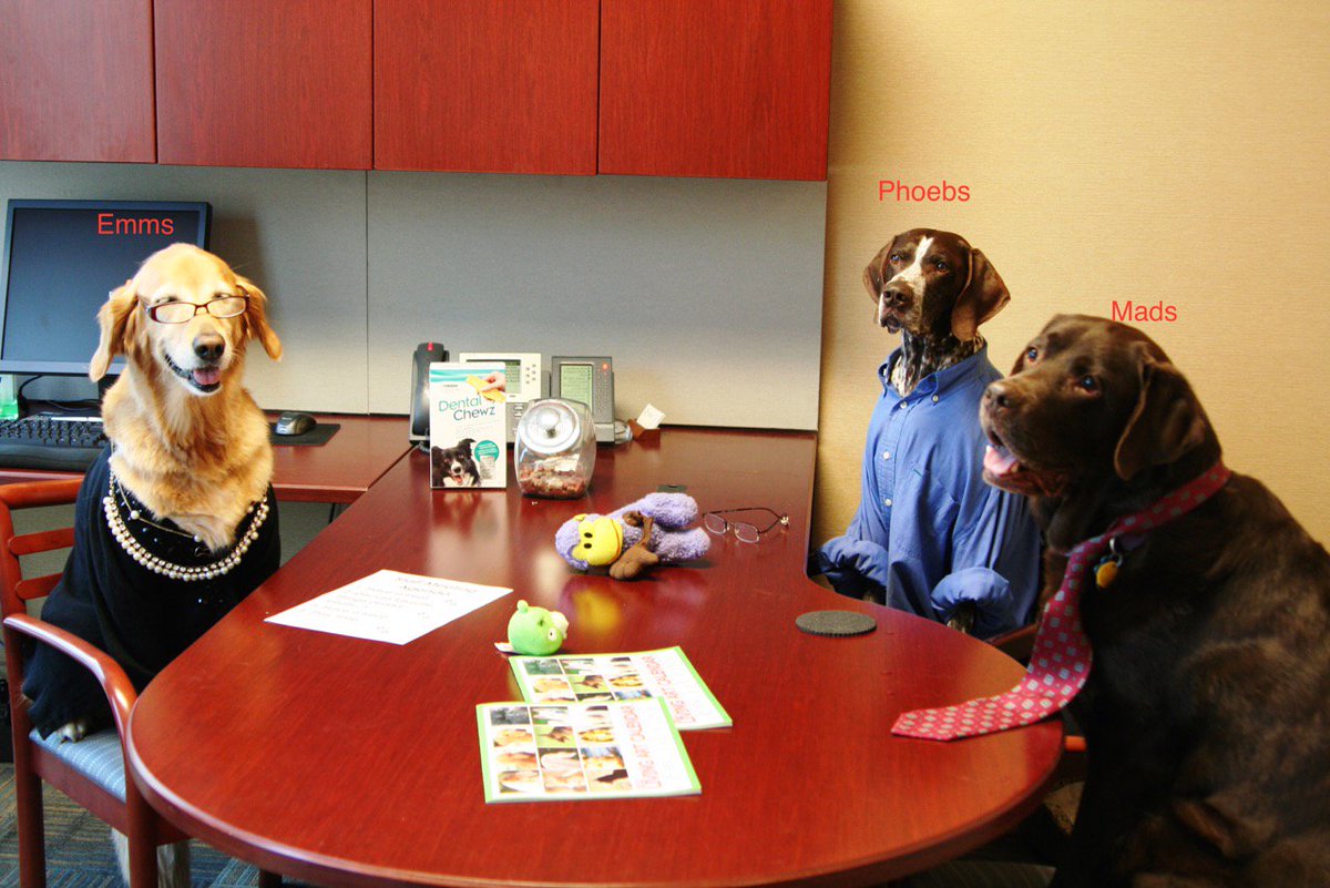 Животные в офисе. Собака офисный работник. Собачка в очках за столом. Офисная собака. Животные в офисе.