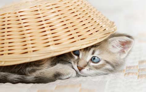 Why Microchip Your Cat? buff.ly/1Ui82C1 #catcare #catmicrochipping