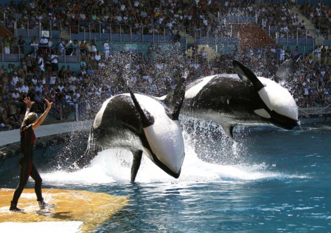 IndieWire's tweet photo. .@SeaWorld announces end to Orca breeding program exposed in #Blackfish documentary https://t.co/iVrtZ3cxbp https://t.co/V05FD2UMuy