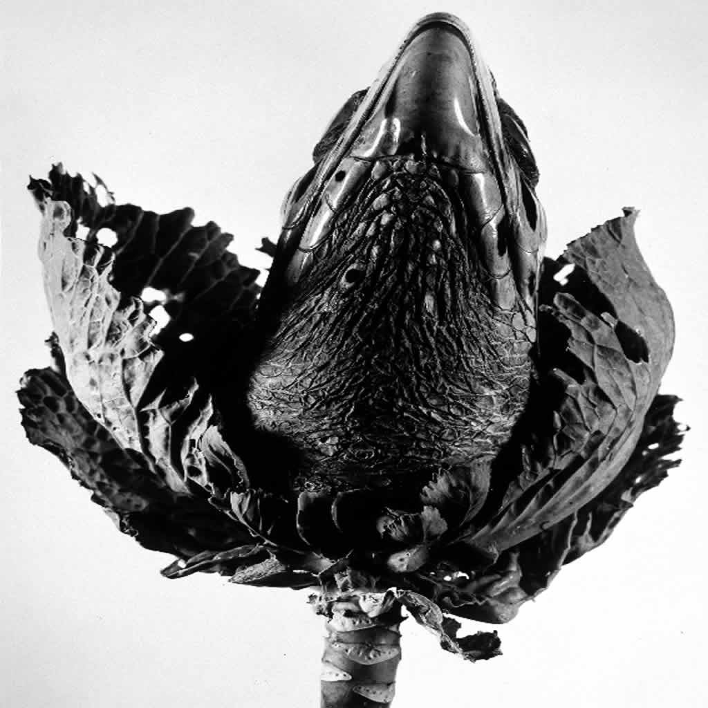 Estro_Oficial's tweet photo. La #PrimaveraSinFlores de Joan Fontcuberta, Herbarium (1984) https://t.co/Czt0rdXDIN