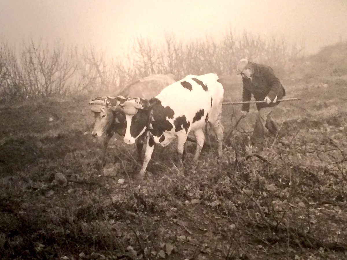 DailyCow's tweet image. Oxens@work, quite a while ago in La Gomera (lovely island, btw). #2OS