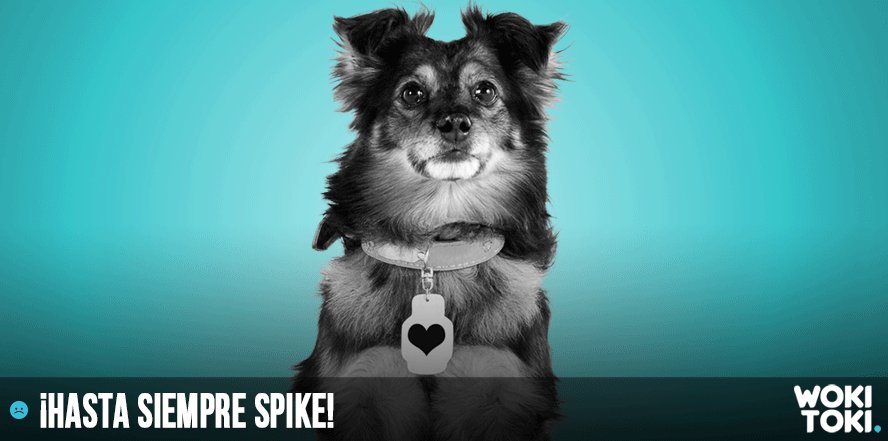 wokitoki's tweet image. Dicen que todos los perritos se van al cielo 😔  
¡Te querimoh Spike y jamás te olvidaremos! 🐶 ❤