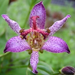 ePlantSource's tweet image. Tricyrtis sp-toad lilies are great late season perennials for shady gardens
hubs.ly/H02pqbl0 by @ePlantSource