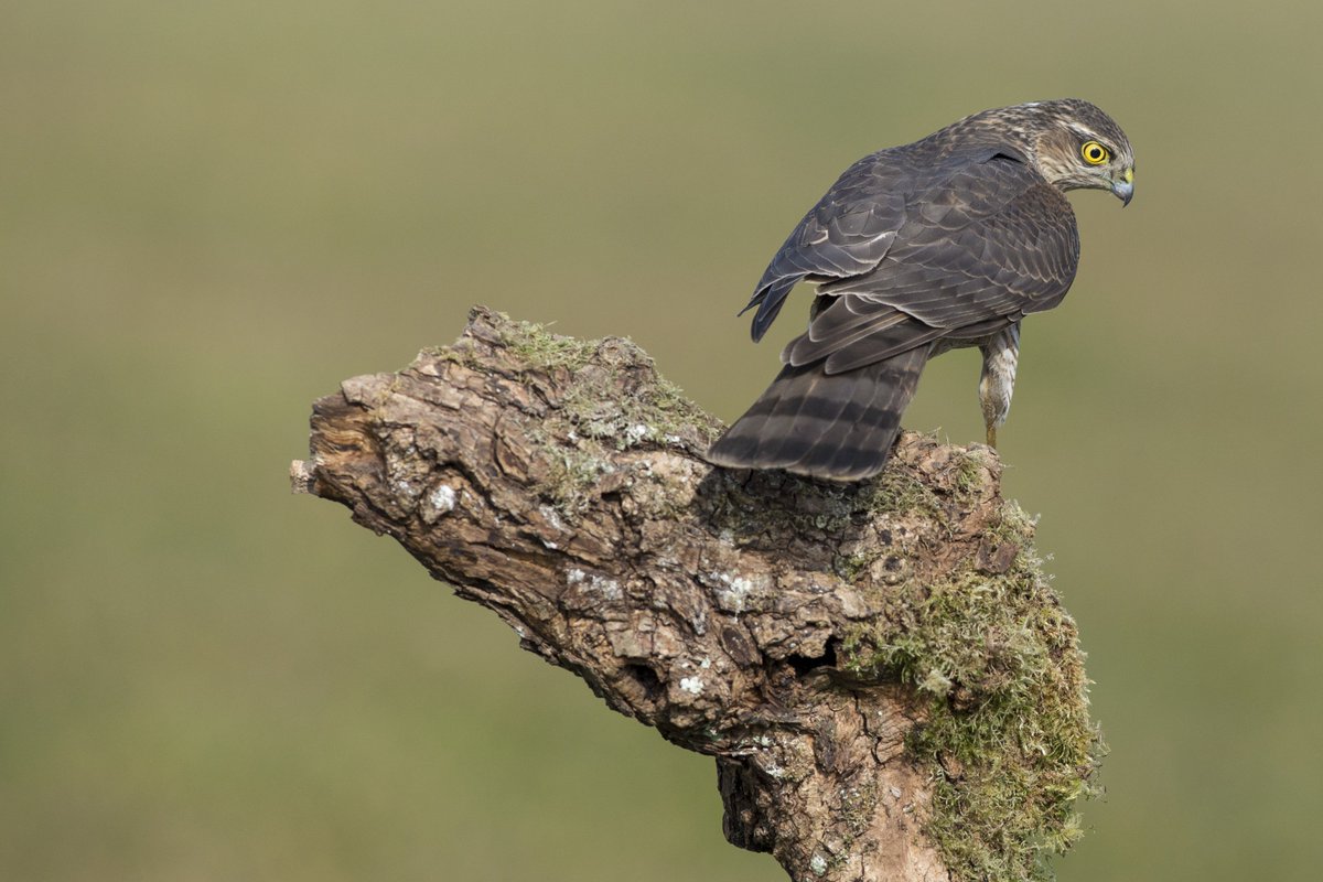 Sparrowhawk is showing well at our woodland hide. contact@wildlifehides.co.uk for booking!!