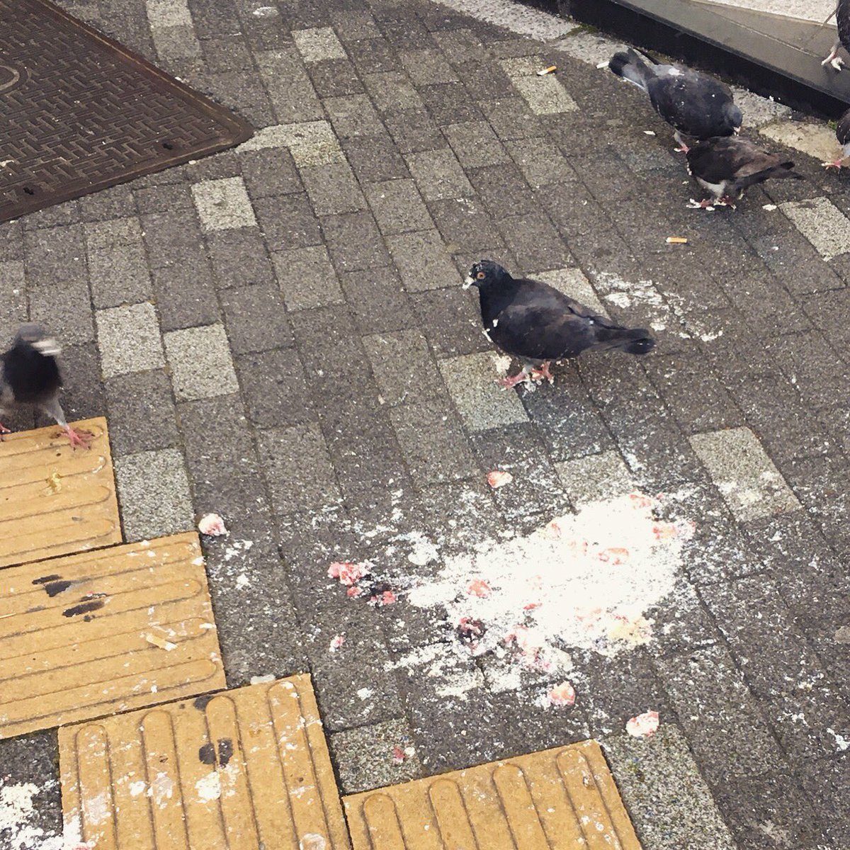 Twitter पर きりさき 地面に落ちたショートケーキを 鳩たちがクリームまみれになりながら取り合う それが明け方の歌舞伎町です T Co Uunkcygf0f
