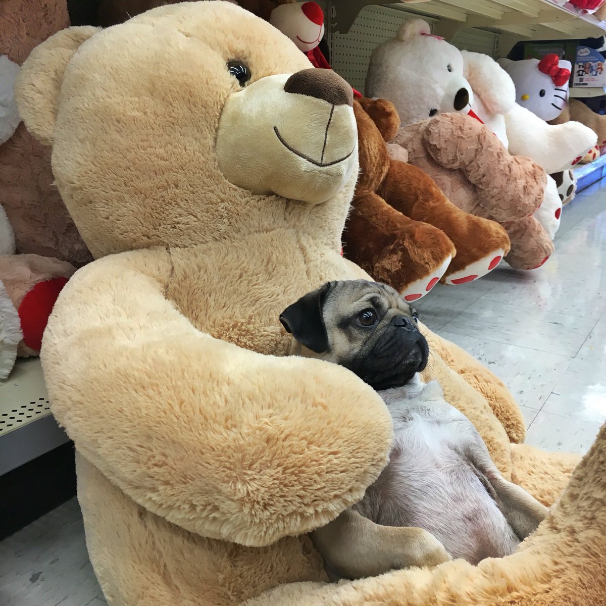 itsdougthepug's tweet photo. My plans for tonight https://t.co/icSL9JkwCd