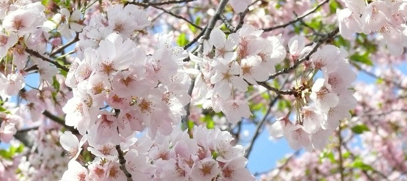 Skynear's tweet photo. Stop in this weekend for Skynear’s Cherry Blossom Sale! It’s going to be BIG! #sale #shoppingDC #AdamsMorgan https://t.co/vKYy1rqpv3