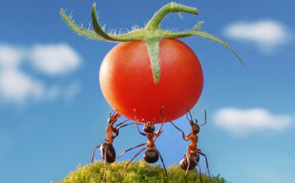 10 Ways to Keep Those Pesky Ants Out of Your Kitchen via <a href="/Care2Causes/">Care2Causes</a> ow.ly/ZCFZT