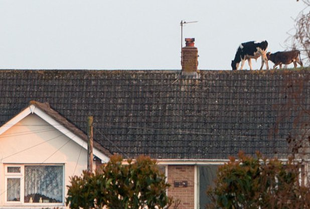 TrewdyTheCow's tweet photo. This is an amooozing story! Those #Devon gal's have all the fun. #spidercow
https://t.co/NDfEX1xkJT https://t.co/YgluJQfaWh