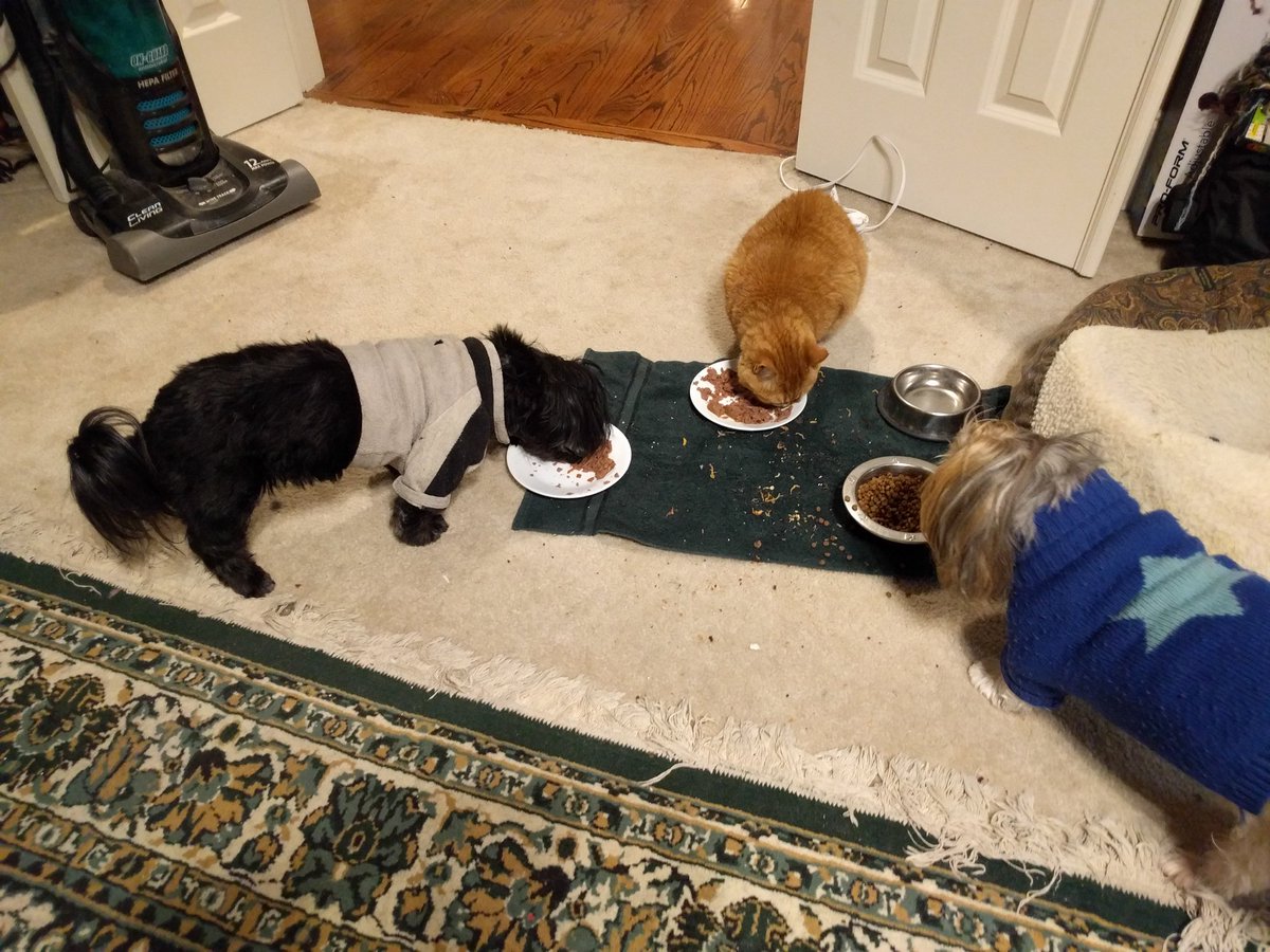 PurrProgramming's tweet image. Team Lunch  #inter-species_team @PurrProgramming