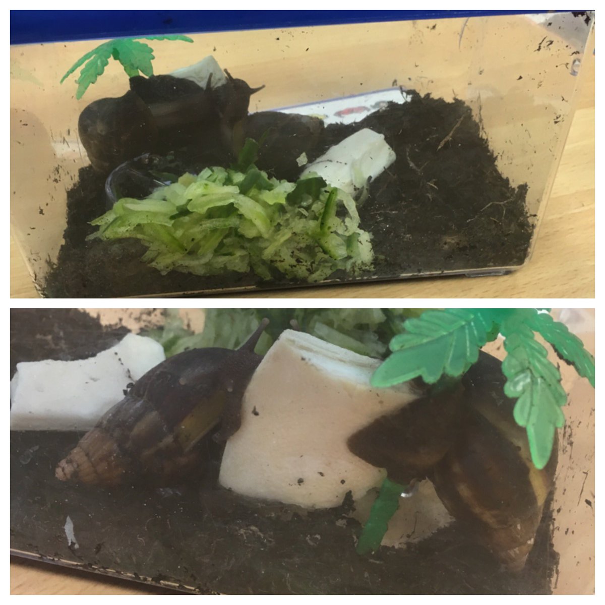 OPAYear2's tweet photo. We have snails for the next few days in Y2! We want to find out if they prefer cucumber or cuttlefish! 🐌 https://t.co/1kSNgnHpPR