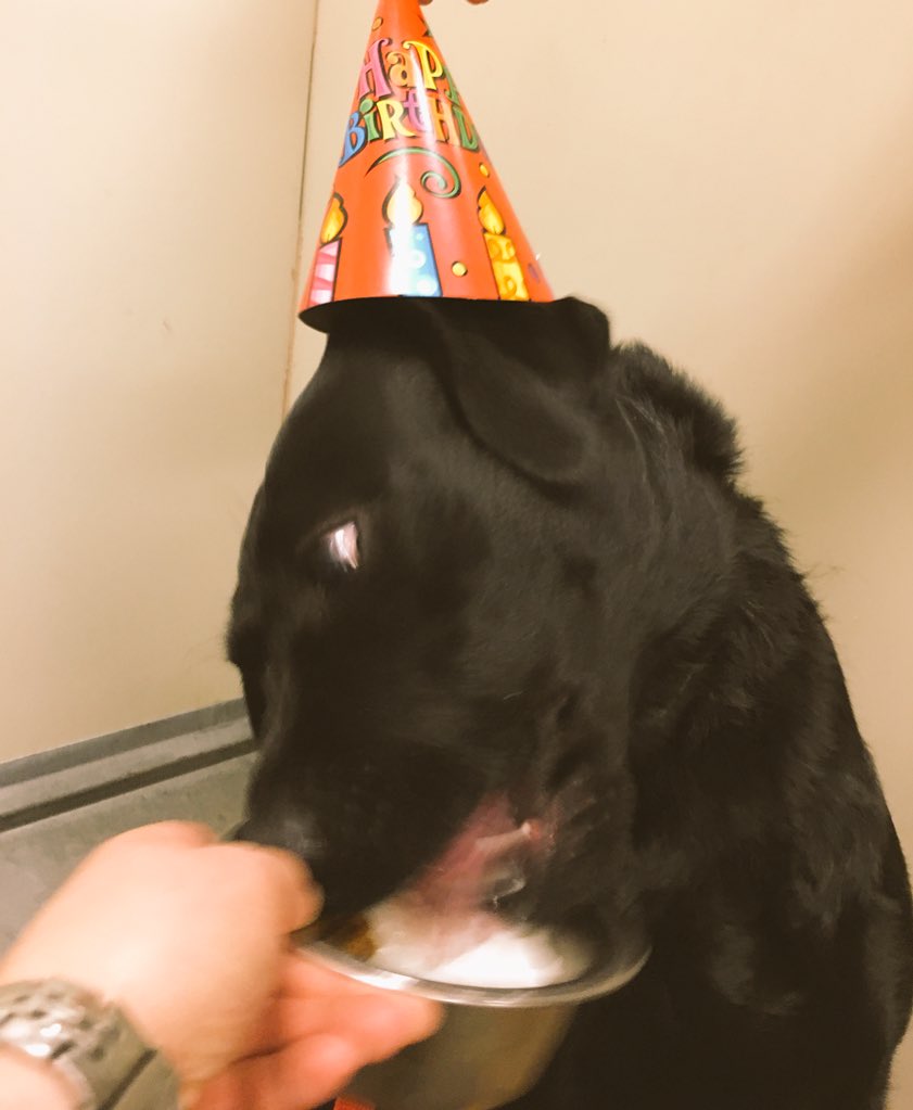 TLB1818's tweet photo. Happy Birthday Miss Olive Oil! 🎂🐾🎉❤️🎁🍦 Thanks for celebrating with us @1582Petsmart @robsmithbluejay https://t.co/1OXF6CcQuh