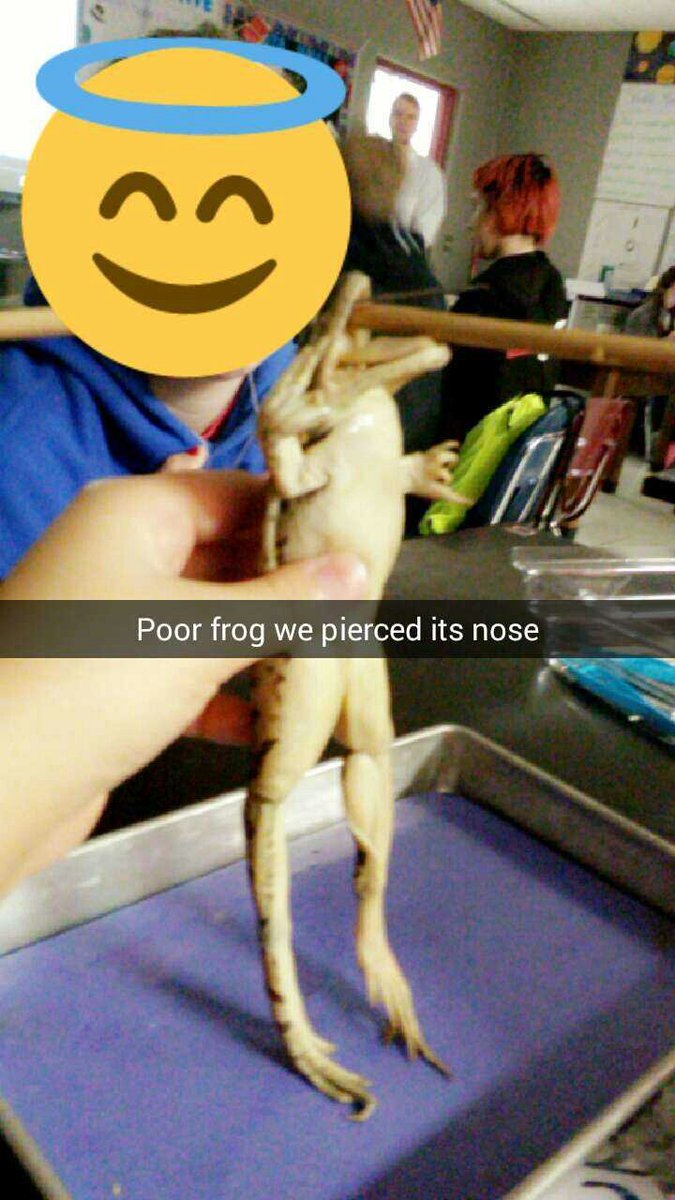 Skyye_McNack's tweet photo. #PoorFrog XD @Rue_War_24 https://t.co/wGOeUWMkSm