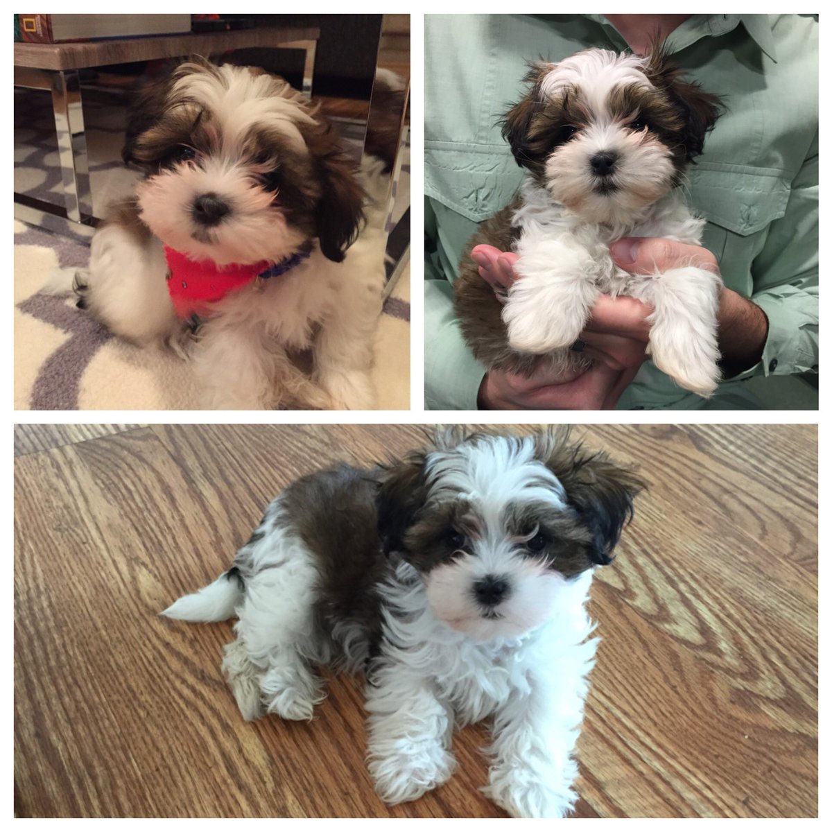 Miranda_Cookson's tweet photo. Surprise! Brian and I bought a puppy. Meet Carson! ❤️ https://t.co/QucME99aAQ