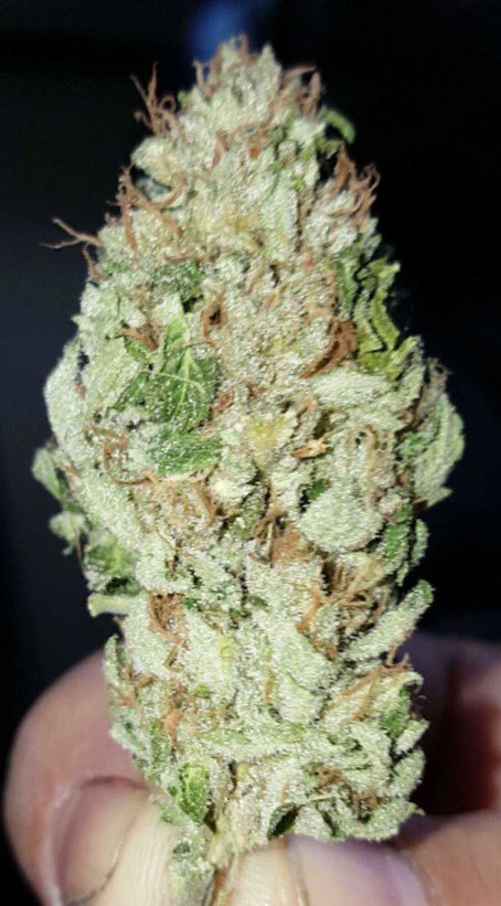 DhopeMeds's tweet photo. @HDnugs Misfit Haze (Ghost Train Haze x White Widow) https://t.co/p9x6mXoGoz
