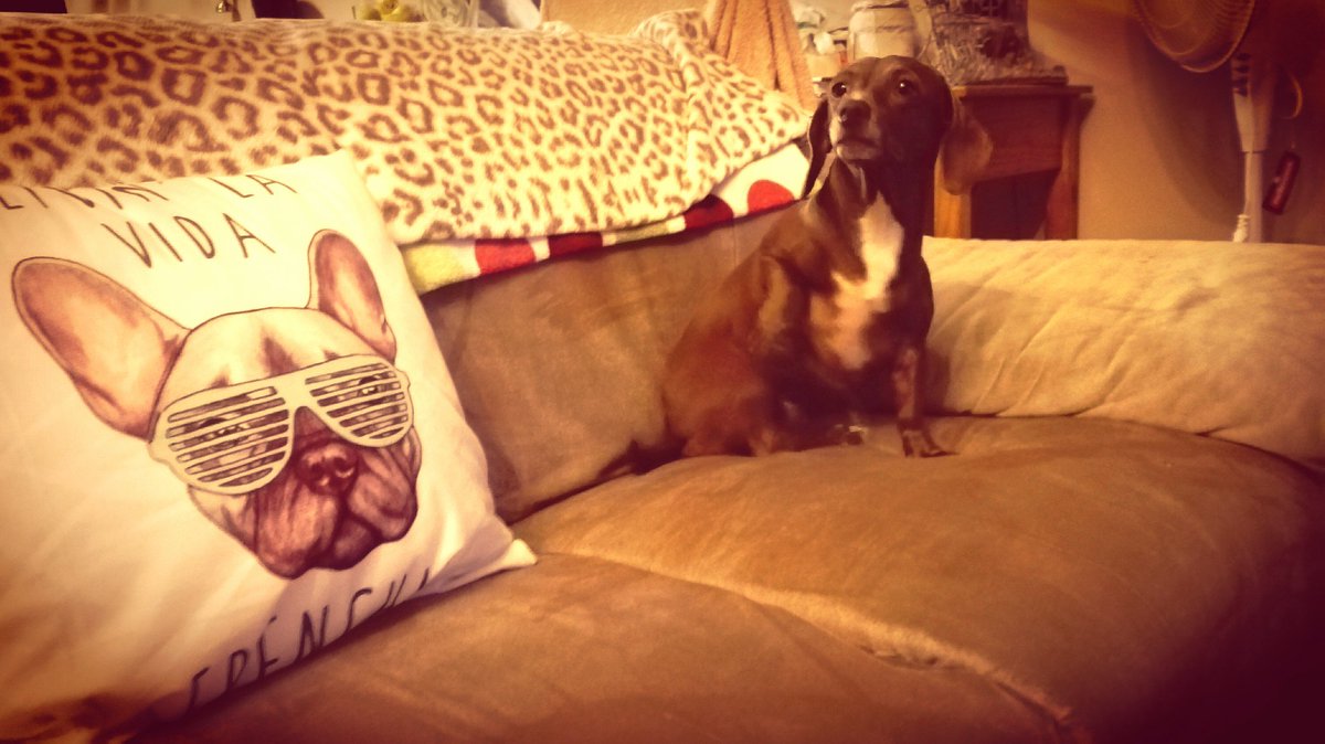 My precious little one #sausagedog