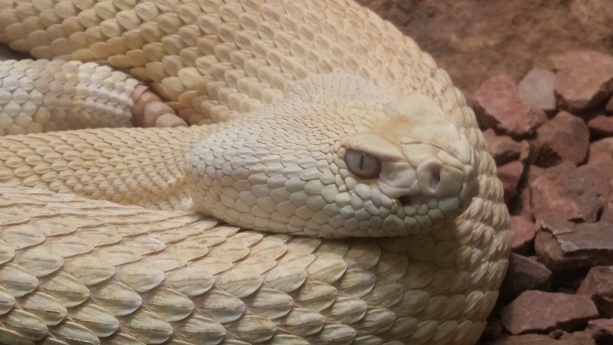 asuSOLS's tweet photo. #SunDevilGiving We LOVE our reptiles &amp; so does everyone else! @asuSOLS @asufoundation @ASUopendoor @ASUResearch https://t.co/CfG0dL1NM6