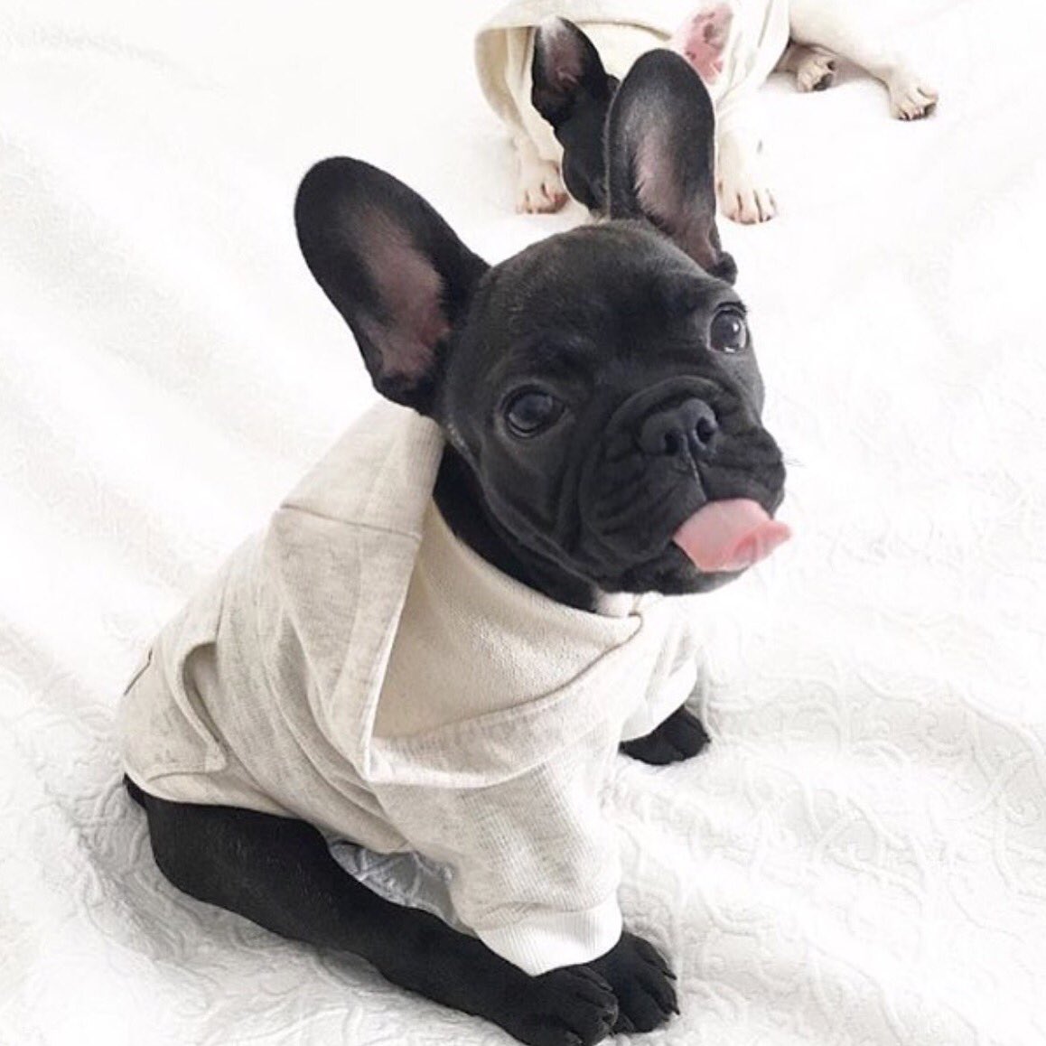 Frenchie_rescue's tweet photo. It's the #weekend so I can go to bed whenever I want π night night Frenchies, we love you all ππ #FBNROSA https://t.co/Zs2OHRaT3R