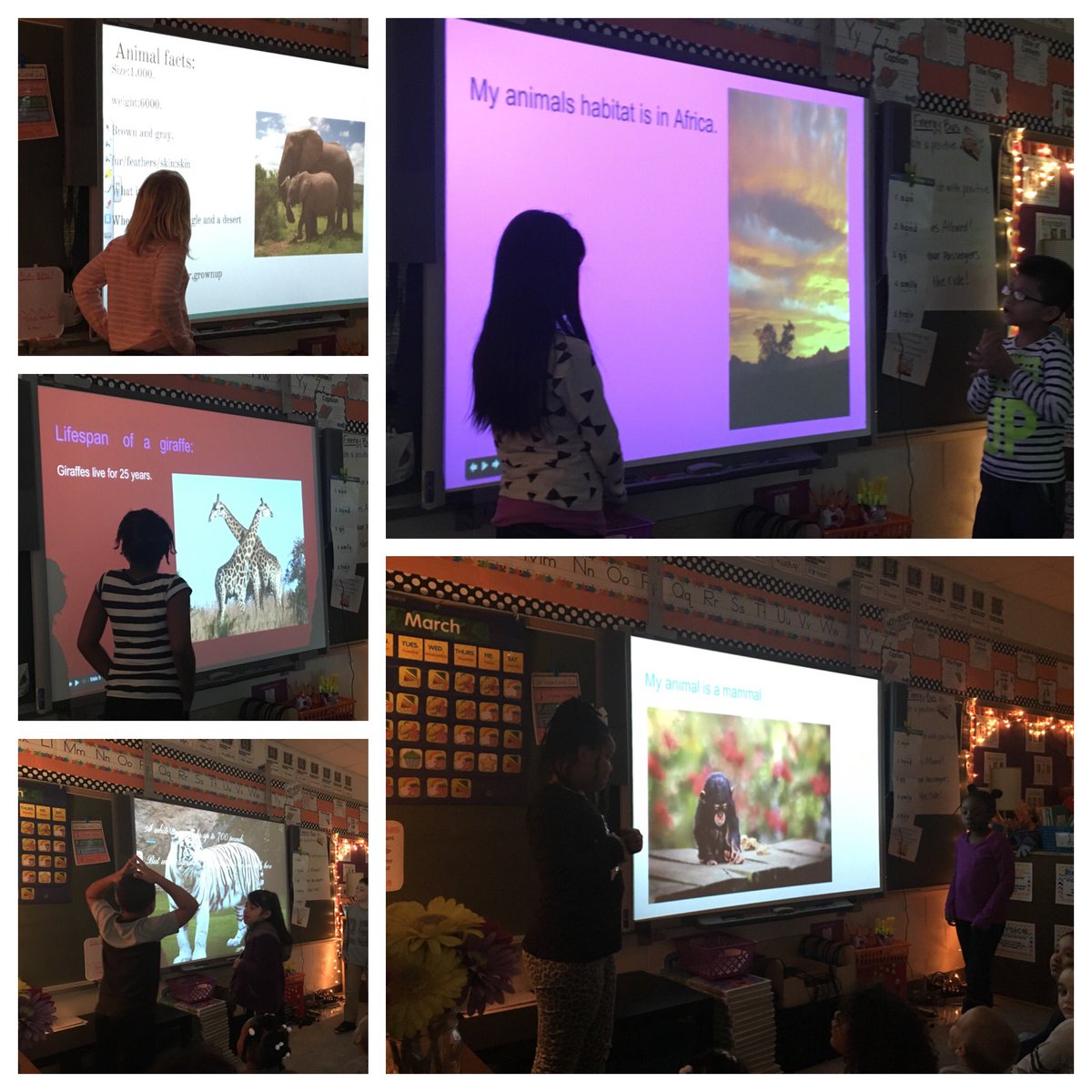 MrsCunninghamCH's tweet photo. D9's paired research project. Each group researched &amp; created a presentation #chdreambuilders https://t.co/zC3HyiOI1g