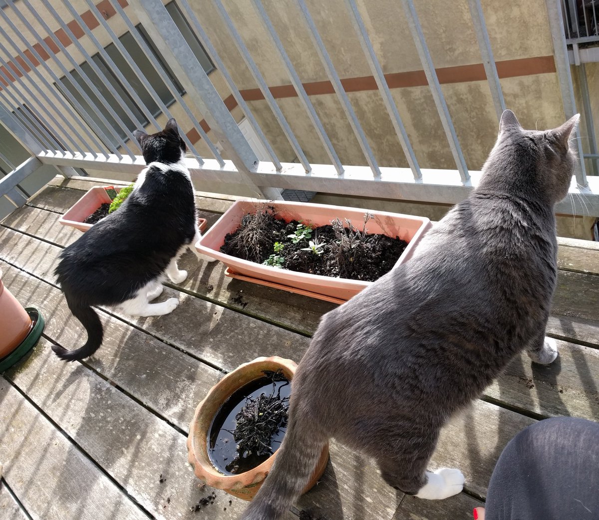 Magandaloaf's tweet photo. I gave you no space,groomed u w/o permission, &amp; tried to eat your food everyday. I ❤ you&amp;miss you @Guess_the_Cat https://t.co/HZH0x8NeW6