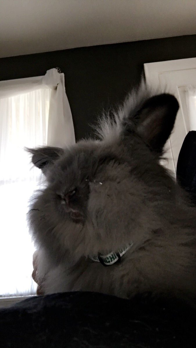lauurelizabethh's tweet photo. Just bought George an MSU collar and now it's going in the fire place #ripmsu π’ https://t.co/m7ER6Rrixd