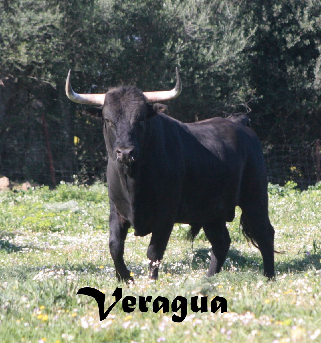EncastesBravos's tweet photo. Mañana nueva entrada en el blog. Ganadería Marques de Albaserrada, con toros como este https://t.co/N3ZZzxzAoW