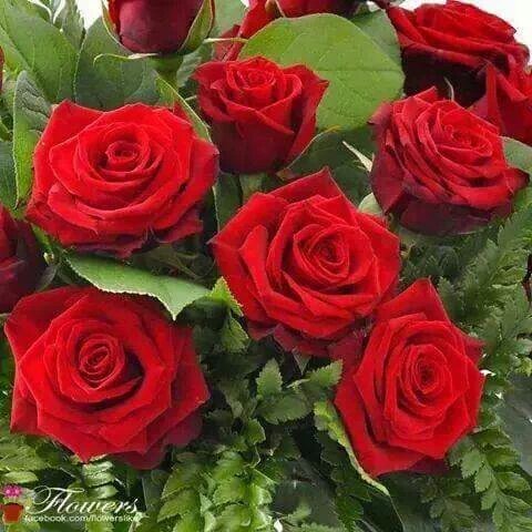 mlmmo5's tweet photo. الحياة كالسله الورود .احيانا تهدينا وردة  بلون  الجميل واحيانا تهدينا اشواك مؤلمه تجرحنا.. واحيانا تكون  درسا نتعلم https://t.co/kqbV6SYI64