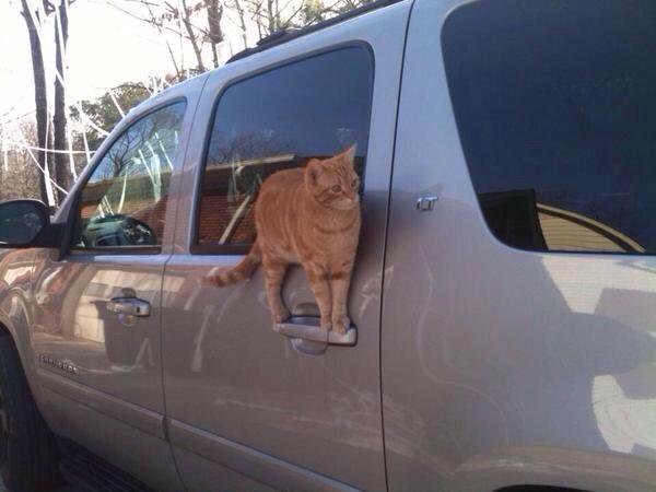 Alextrxm's tweet photo. Les chats sont vraiment étranges 😂 https://t.co/rPsMmSkVZX