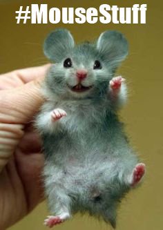 MichaelPallante's tweet photo. @cytlan @limeflavroo But hey :) There's this! #MouseStuff https://t.co/KERpnIBUPM