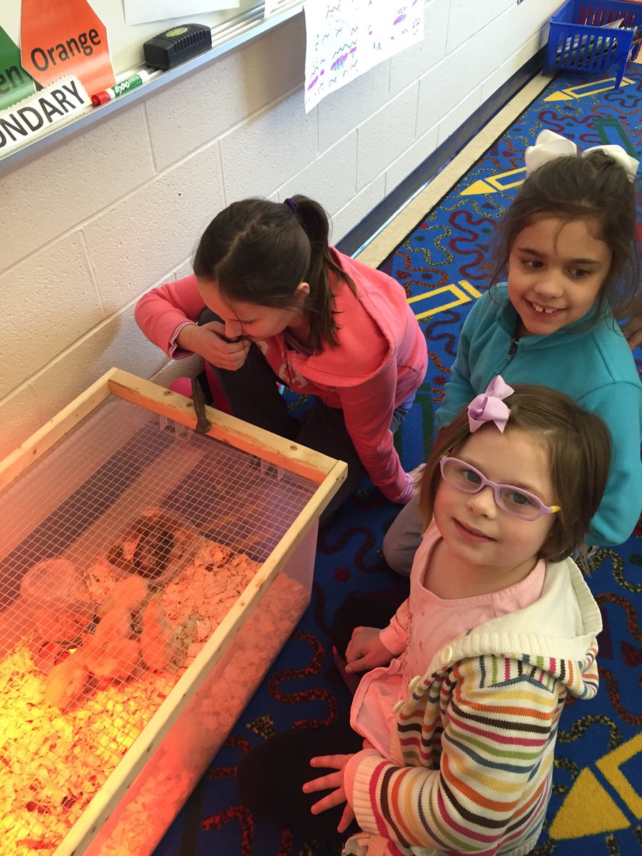 HollyCifranic's tweet photo. Look at my #A8 nurturers! My girls love the baby chicks we have in the art room! #HappyChicks #Future4H-ers https://t.co/4EuyO9vNpt