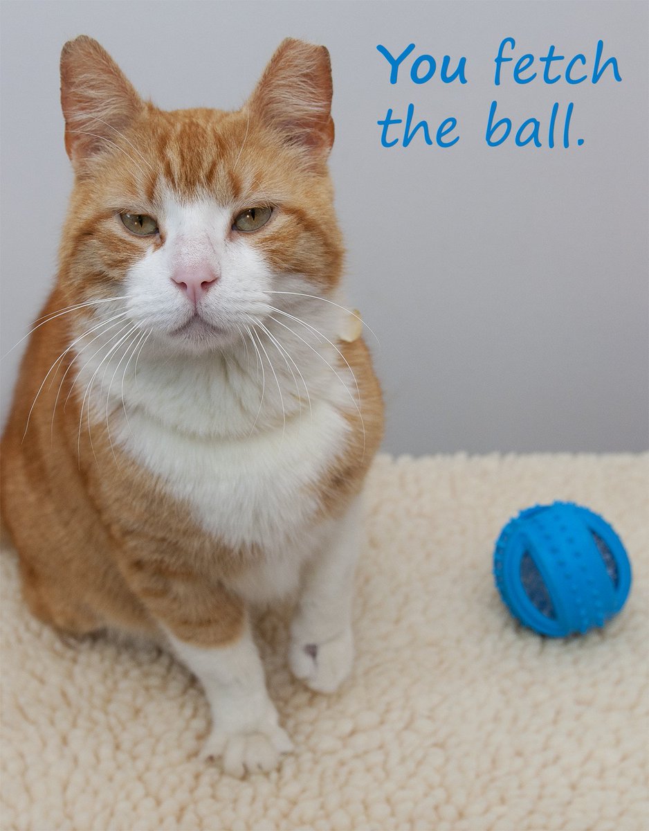 HumaneRescue's tweet photo. Fluffpants McGee is totally over this work week. SAME. https://t.co/3U4BU55xxy #AdoptDC #AdoptWHS https://t.co/HYWcrmxsXb